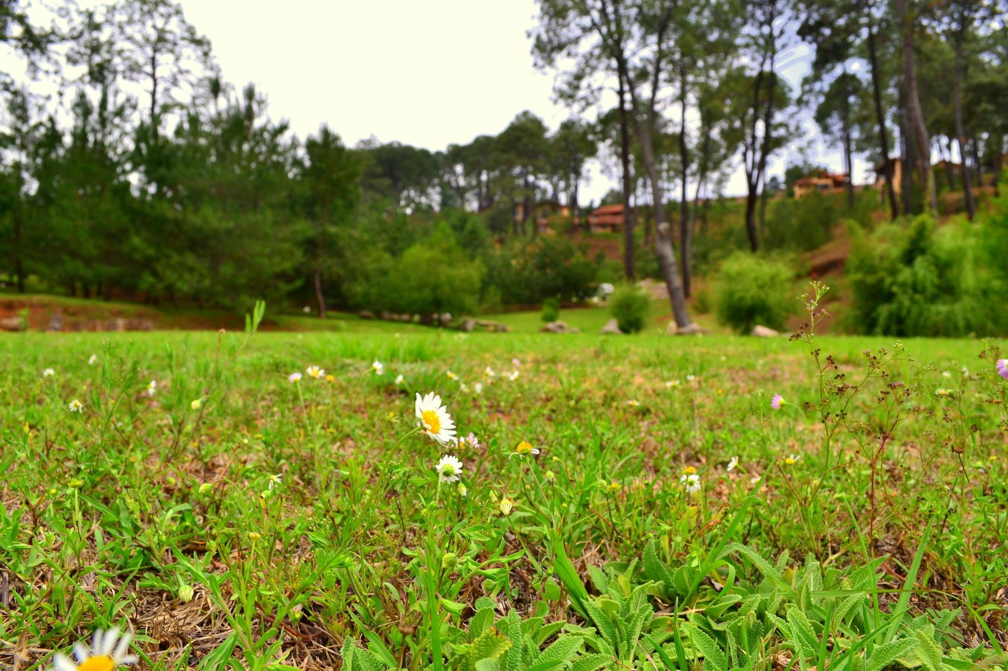 Bosque Escondido Hotel Mazamitla Kültér fotó